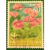 Япония 1 июля 1999. Розовые цветы Примулы Зибольда