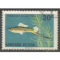 Венгрия. Тропические рыбы. Зелёный меченосец. 1962г. Mi#1820.