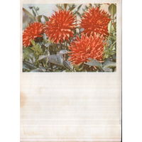 Чистая открытка 1964г. "Георгины" фото П. Смоляков