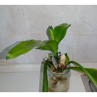 Драцена душистая, черенки с корнями