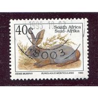 ЮАР. Фауна. Заяц