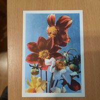 Открытка "Немахровая гибридная гергина"1965г