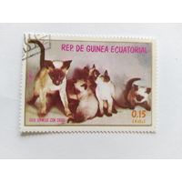 Эк.Гвинея 1972 коты