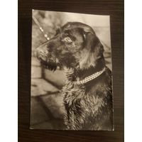 Открытка,фото,собака,иностранная