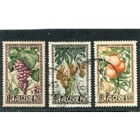 Французский Алжир. Флора. Фрукты страны