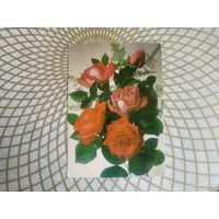 Открытка СССР 1983 год.   Чистая. И.Дергилев . Состояние на скане.