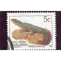 ЮАР. Стандарт. Фауна. Гигантский попсохвост