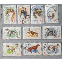 СССР собаки 10шт 1965г