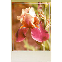 Почтовая карточка "Ирис Вино и розы"