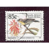 ЮАР. Фауна. Птицы. Лимоногрудная канарейка