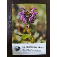 Календарик Прибалтика Черноголовка