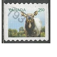 Канада. Детёныши дикой природы. 2014г. Mi#2886.