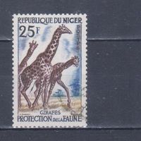 [776] Нигер 1959. Фауна.Дикие животные.Жирафы. Гашеная марка.