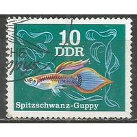 ГДР. Аквариумные рыбки. Гуппи пицелиевые. 1976г. Mi#2176.
