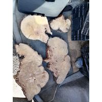 Слэбы груши