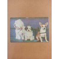 Календарь 1990 дворняжки