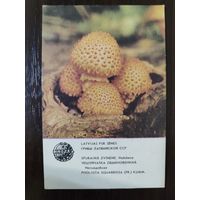 Календарик Прибалтика Чешуйчатка