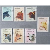 Куба коровы пароды 7шт