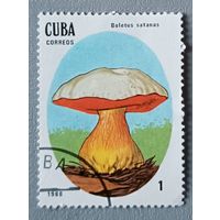 Грибы. Куба, 1988