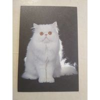Карманный календарик. Кошки . 1996 год