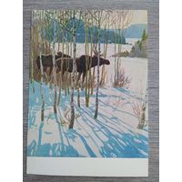 1956. Глебов. Лоси