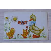 Селиванова Т., Поздравляю! 1983, двойная, чистая (утята, ромашки).