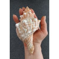 Ракушка "Плеуроплока трапезиум" большая морская.