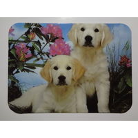 Календарик 2000 г. Два щенка.