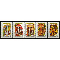 Ядовитые грибы