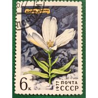 СССР 1977. Флора. Ясколка крупная. Марка из серии