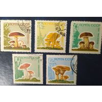 СССР 1964 грибы.