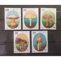 Куба. 1988 год. Флора. Грибы