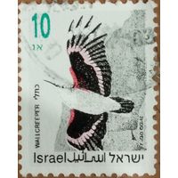 Израиль. Фауна. Птицы. Wallcreeper