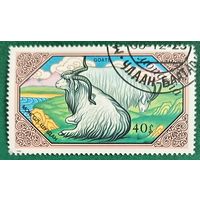 Монголия 1988. Местные животные. Бухарский козел