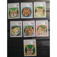 Сахара 1996 г. Дикие кошки.