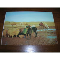 Израиль Иудейская пустыня Водопой чистая