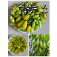 Семена Томата(Мои зеленые танцующие пальчики)