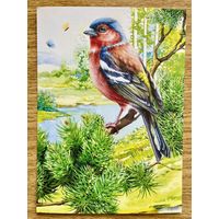 Открытка для посткроссинга "Природа России: Птицы. Обыкновенный зяблик" 11,5 х 15,8 см.