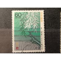 Япония, 1987. Плакучая ива у рисового поля