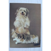 Ткаченко С., Друзья; 1990, чистая (кот и пёс).