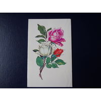Розы.  1988 г.  двойная.
