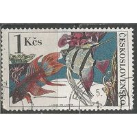 Чехословакия. Рыба Петушок. 1975г. Mi#2261.