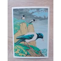 Егоров 1984 чистая