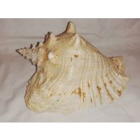 Морская раковина, БОЛЬШАЯ
