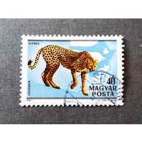 Марка Венгрия 1981 год Фауна