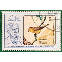 Куба 1986. Фауна. Птицы. Мангровая певунья