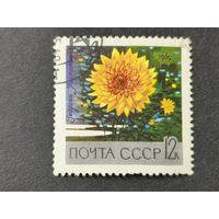 1969 СССР. Главный ботанический сад Академии наук в Москве. Георгин "Листопад"