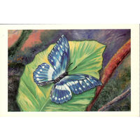 Открытка "Бабочка"