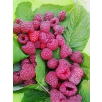 Малина ремонтантная саженец Джоан Джей