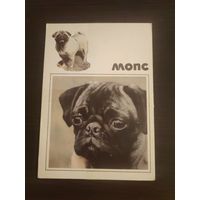 Открытка,собаки